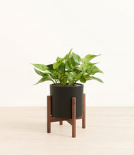 Load image into Gallery viewer, Black stand:walnut