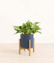 Load image into Gallery viewer, Deep Navy stand:bamboo