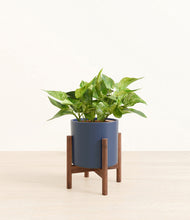 Load image into Gallery viewer, Deep Navy stand:walnut