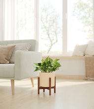 Load image into Gallery viewer, Cream stand:walnut