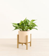 Load image into Gallery viewer, Cream stand:bamboo