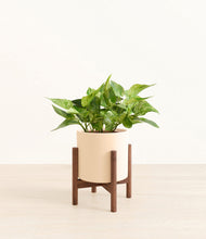 Load image into Gallery viewer, Cream stand:walnut