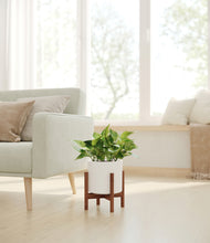 Load image into Gallery viewer, White stand:walnut