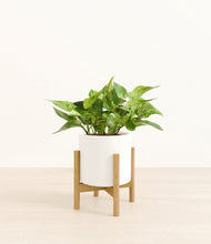 Load image into Gallery viewer, White stand:bamboo