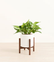 Load image into Gallery viewer, White stand:walnut