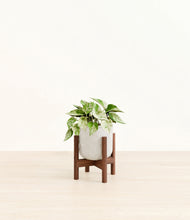 Load image into Gallery viewer, Hammered Ivory stand:walnut