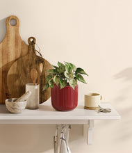 Load image into Gallery viewer, Striped Cherry Red