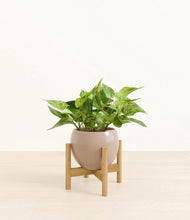 Load image into Gallery viewer, Desert Brown stand:bamboo