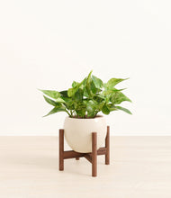 Load image into Gallery viewer, Shiny EggWhite stand:walnut