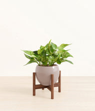 Load image into Gallery viewer, Winter Clouds stand:walnut