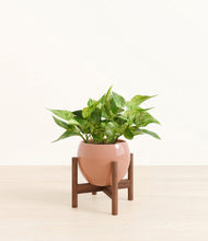 Load image into Gallery viewer, Calm Rose stand:walnut