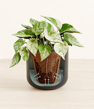 Load image into Gallery viewer, Stone Black stand:all