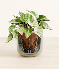 Load image into Gallery viewer, Sage Green stand:all