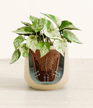 Load image into Gallery viewer, Almond Green stand:all