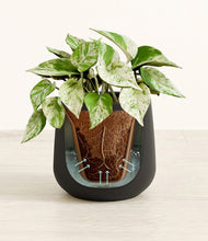 Load image into Gallery viewer, Black stand:all