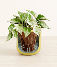 Load image into Gallery viewer, Key Lime Yellow stand:all