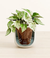 Load image into Gallery viewer, Cotton White stand:all