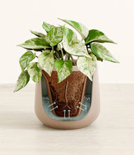 Load image into Gallery viewer, Eternal Gray stand:all