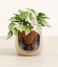 Load image into Gallery viewer, Gentle Pink stand:all