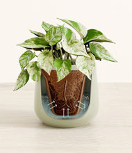 Load image into Gallery viewer, Turquoise stand:all