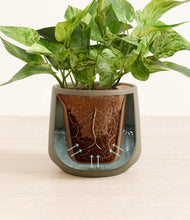 Load image into Gallery viewer, Olive stand:all