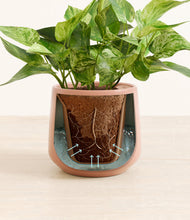 Load image into Gallery viewer, Calm Rose stand:all