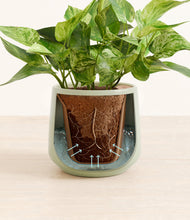 Load image into Gallery viewer, Turquoise stand:all