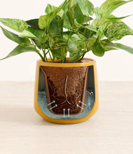 Load image into Gallery viewer, Mustard stand:all