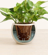 Load image into Gallery viewer, Shiny EggWhite stand:all