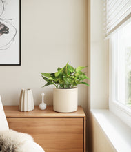 Load image into Gallery viewer, Cream