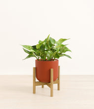 Load image into Gallery viewer, Earth Red stand:bamboo