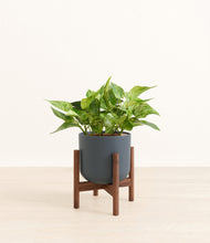 Load image into Gallery viewer, Iron Gray stand:walnut