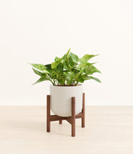Load image into Gallery viewer, Natural Bamboo stand:walnut