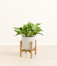 Load image into Gallery viewer, Natural Bamboo stand:bamboo
