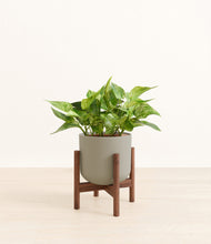 Load image into Gallery viewer, Sage Green stand:walnut