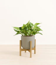 Load image into Gallery viewer, Sage Green stand:bamboo