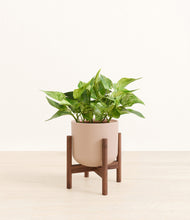 Load image into Gallery viewer, Sandy Pink stand:walnut