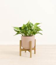 Load image into Gallery viewer, Sandy Pink stand:bamboo