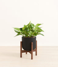 Load image into Gallery viewer, Stone Black stand:walnut