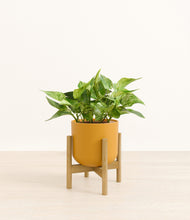 Load image into Gallery viewer, Sunset Orange stand:bamboo