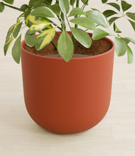 Load image into Gallery viewer, Earth Red stand:all