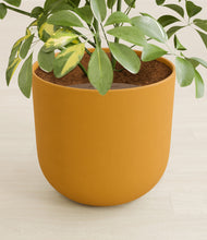 Load image into Gallery viewer, Sunset Orange stand:all