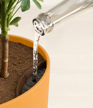 Load image into Gallery viewer, Sunset Orange stand:all