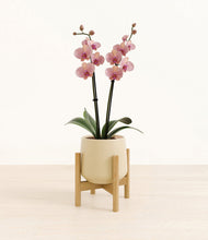 Load image into Gallery viewer, Almond Green stand:bamboo
