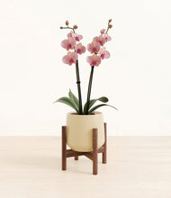 Load image into Gallery viewer, Almond Green stand:walnut