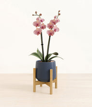 Load image into Gallery viewer, Deep Navy stand:bamboo