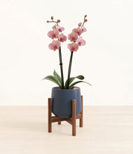 Load image into Gallery viewer, Deep Navy stand:walnut
