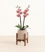 Load image into Gallery viewer, Eternal Gray stand:walnut