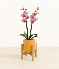 Load image into Gallery viewer, Mustard stand:bamboo