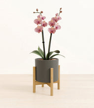 Load image into Gallery viewer, Dark Olive stand:bamboo